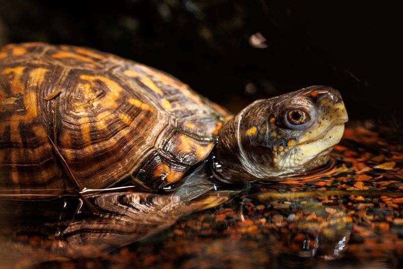 Tennessee's Eastern Box Turtle