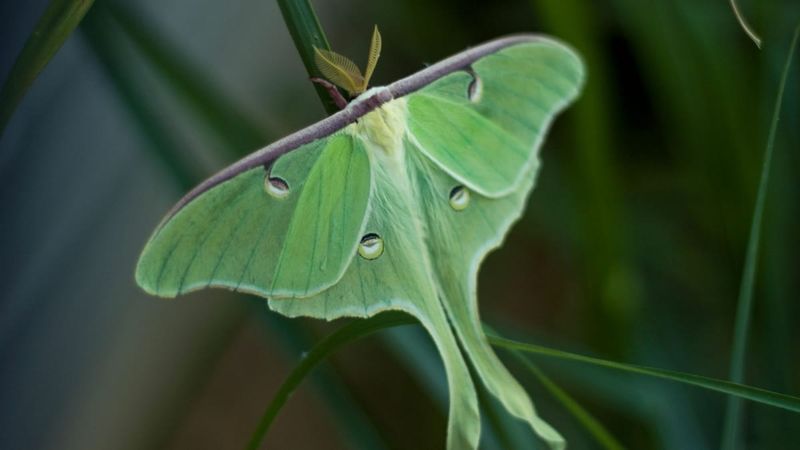 Tennessee's Giant Luna Moth