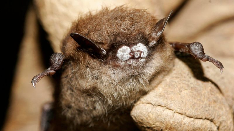 Tennessee's Smoky Mountain Bats