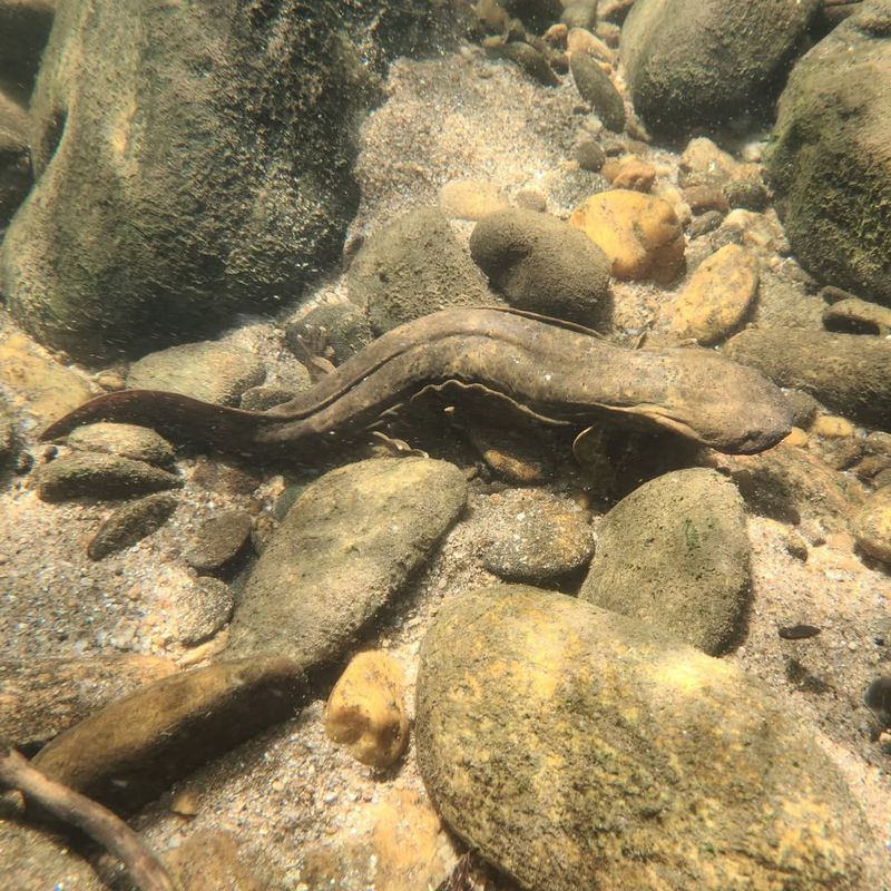 Tennessee's Aquatic Titan: Eastern Hellbender