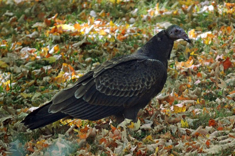 Tennessee - Black Vulture