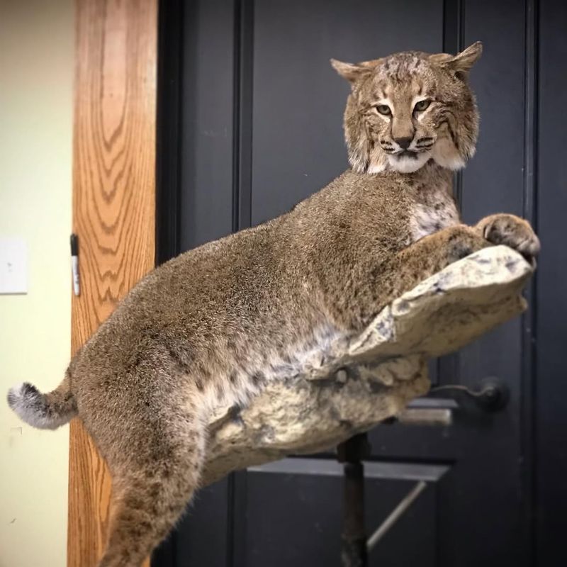 Tennessee - Bobcat