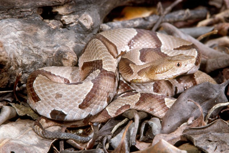 Tennessee - Copperhead Snakes