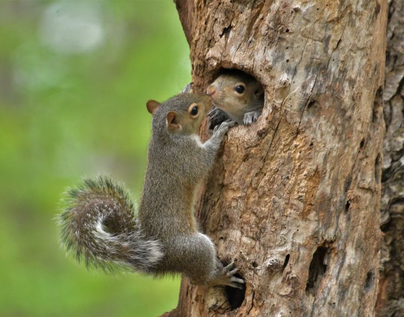 Tennessee - Eastern Grey Squirrel