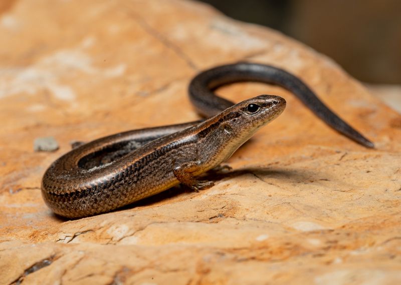 Tennessee Little Brown Skink