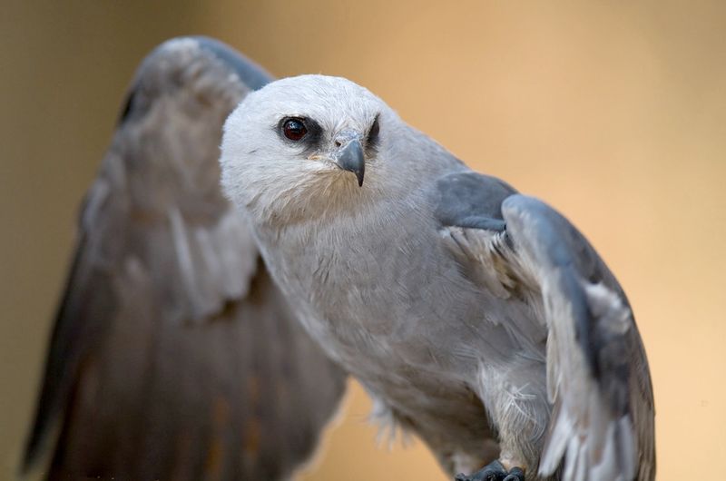 Tennessee - Mississippi Kite