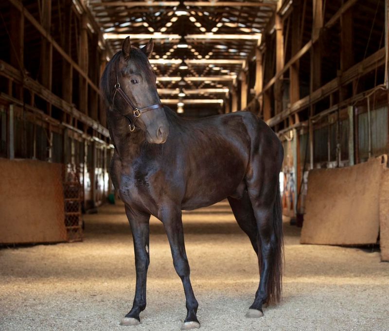 Tennessee Walking Horse