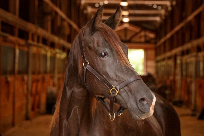 Tennessee Walking Horse