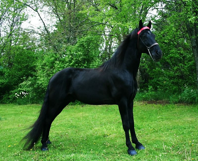 Tennessee Walking Horse