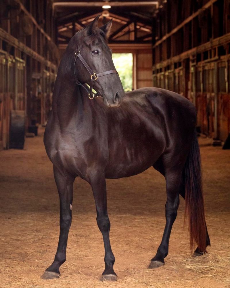 Tennessee Walking Horse