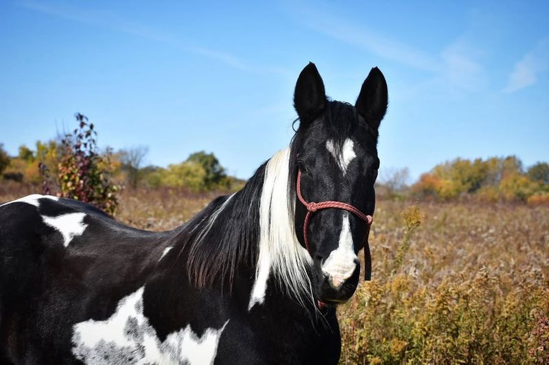 Tennessee Walking Horse