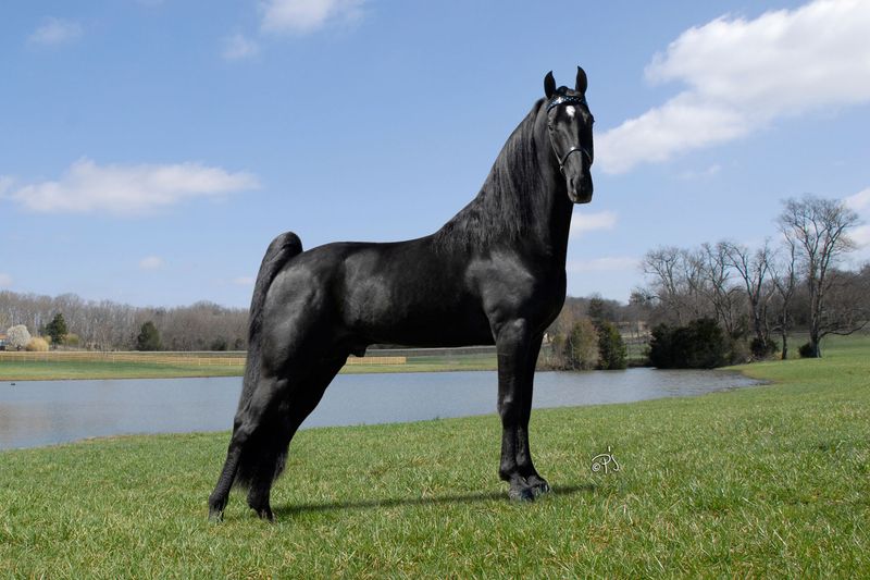 Tennessee Walking Horse