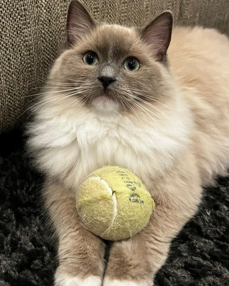 Tennis Ball Toy