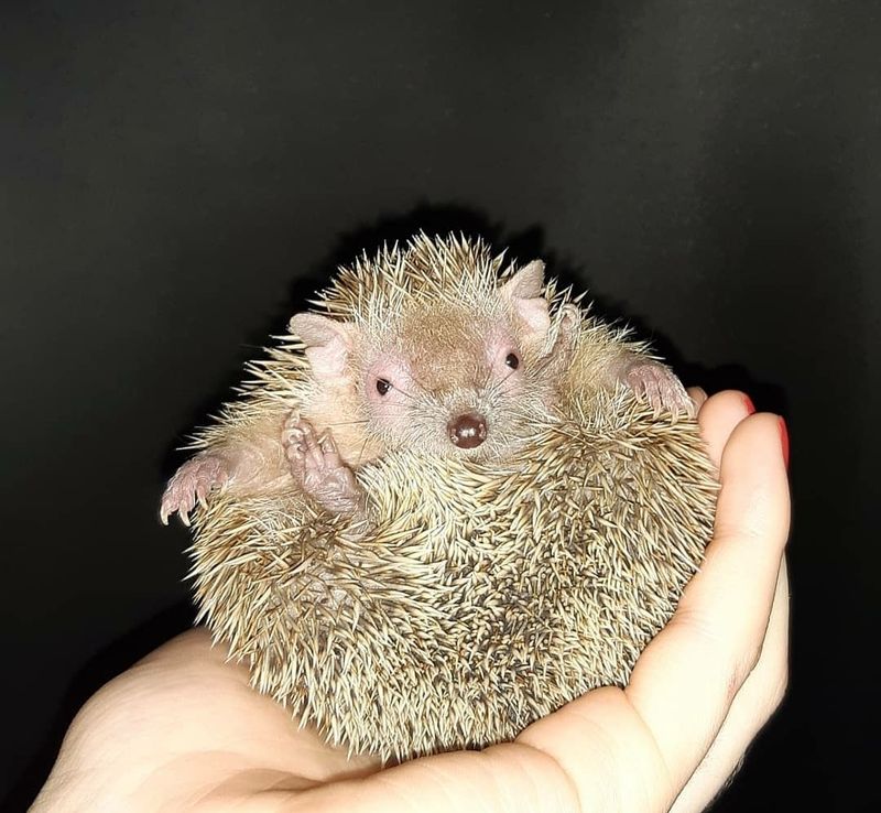 Tenrec