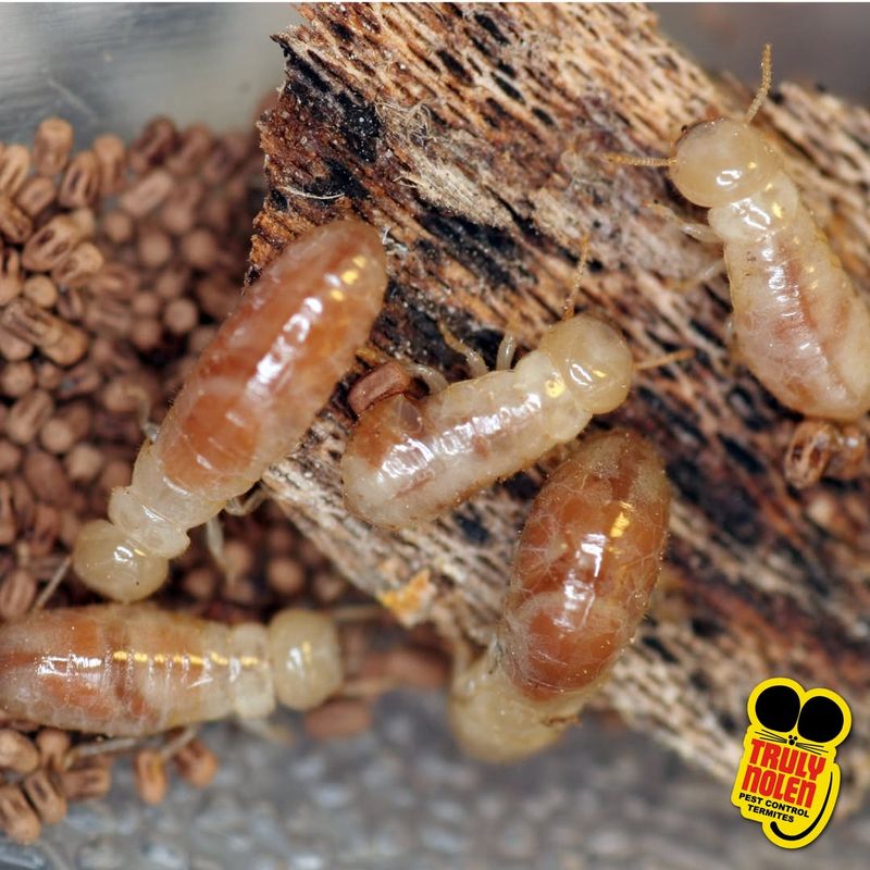 Termites