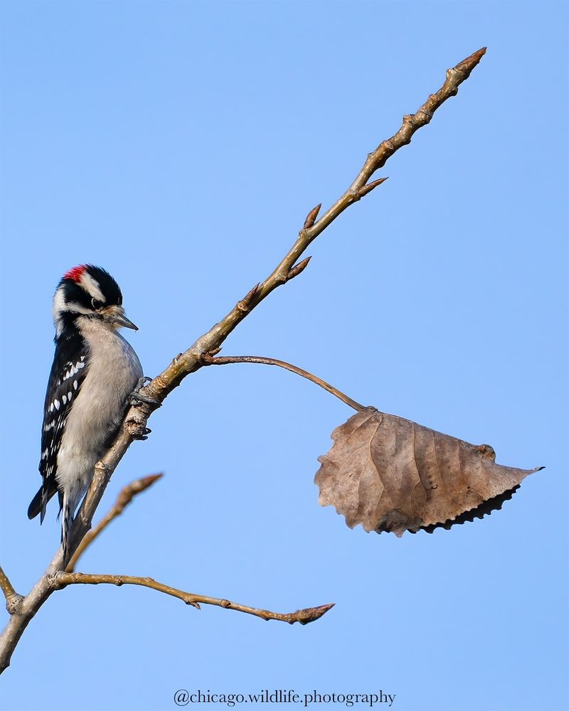 Territorial Markings