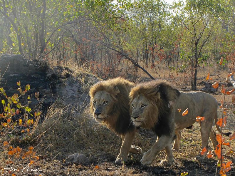 Territory and Range: The Dominance of the Mapogo Lions