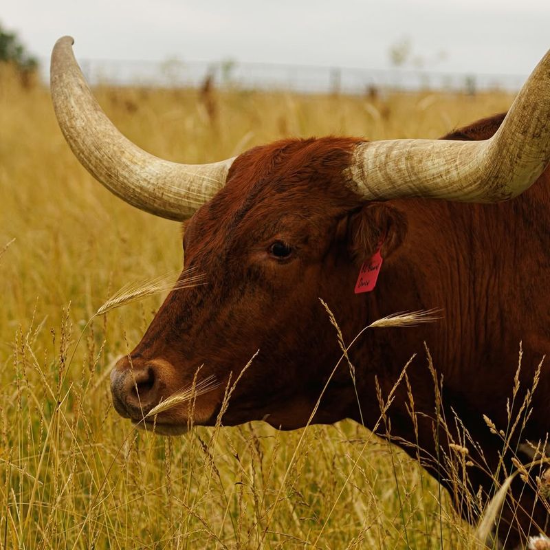 Texan Longhorn Legend