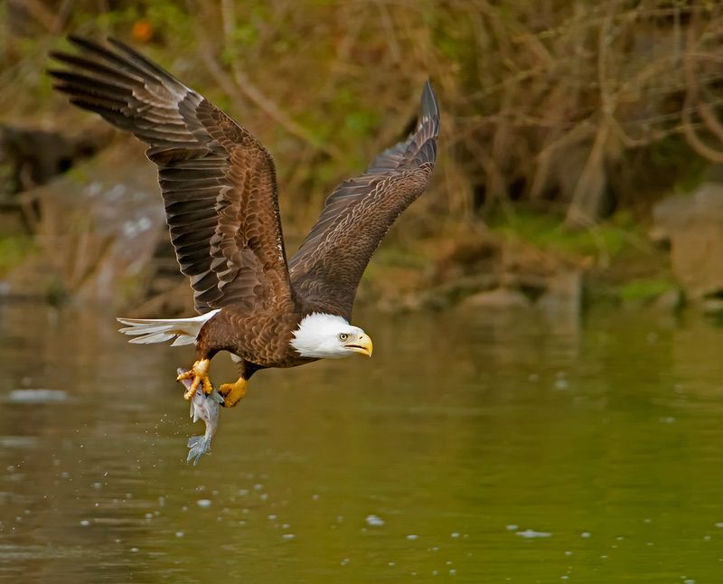 Texan Prairie Eagle