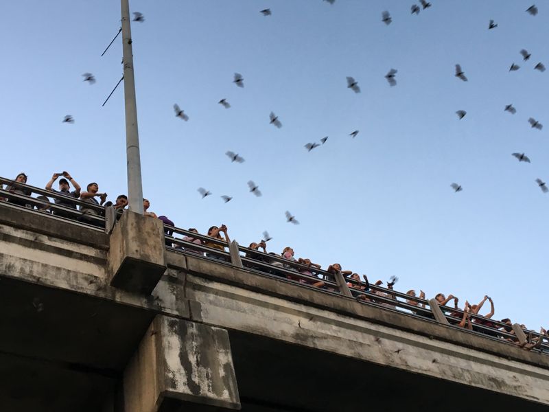 Texas's Bat Bridge