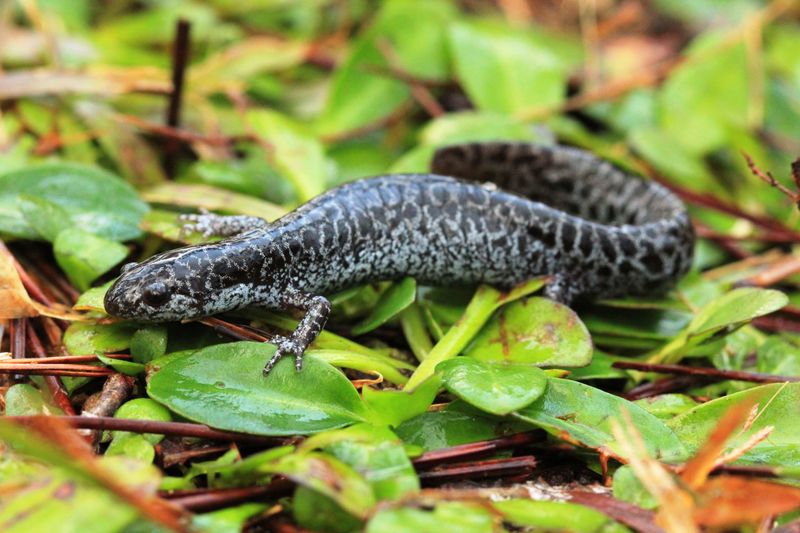 Texas's Lone Star Salamander: Reticulated Flatwoods Salamander