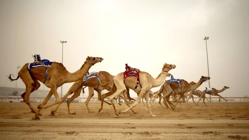 Texas' Camel Racing