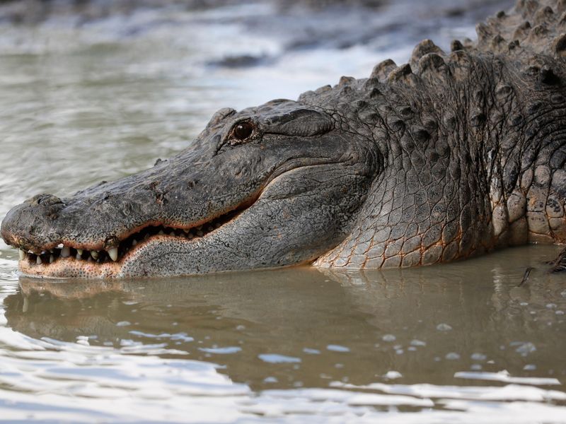 Texas's American Alligator