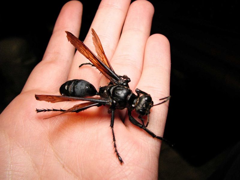 Texas' Giant Tarantula Hawk