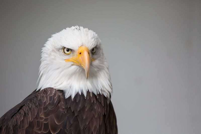 Texas - Bald Eagle