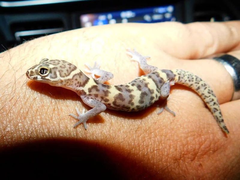 Texas Banded Gecko