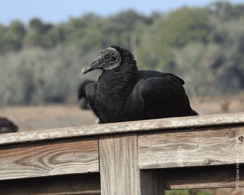 Texas - Black Vulture