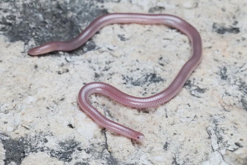 Texas Blind Snake