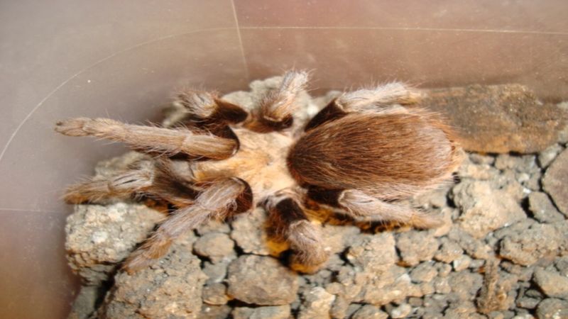 Texas Brown Tarantula in Kansas