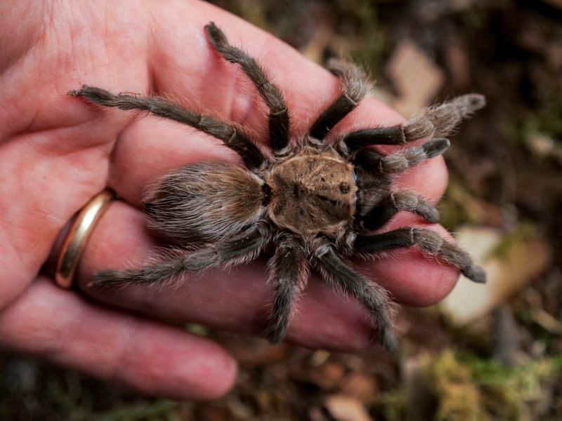 Texas Brown Tarantula in New York