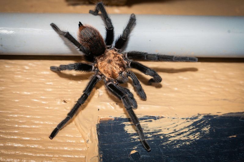 Texas Brown Tarantula in Texas