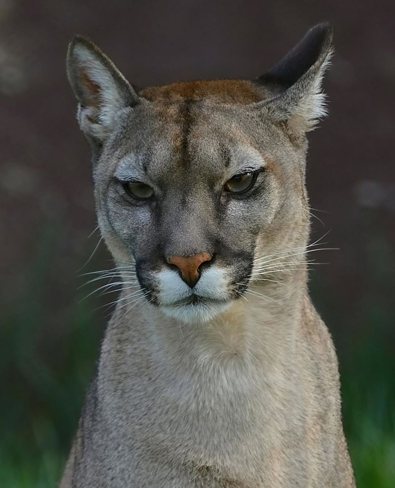 Texas - Cougar