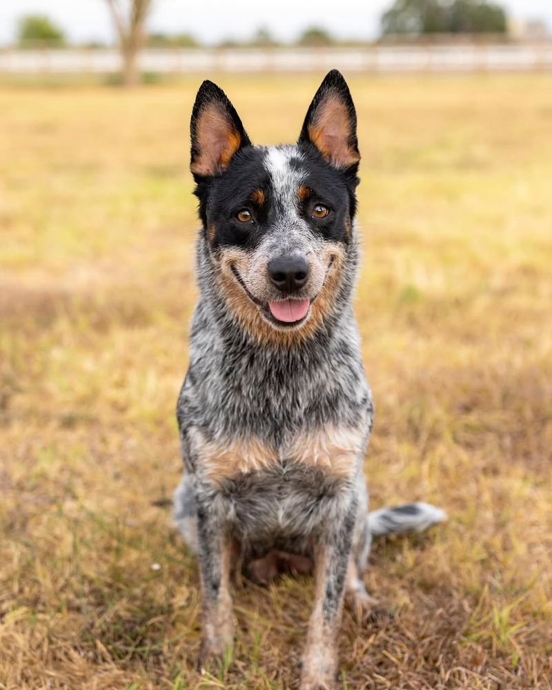 Texas Heeler