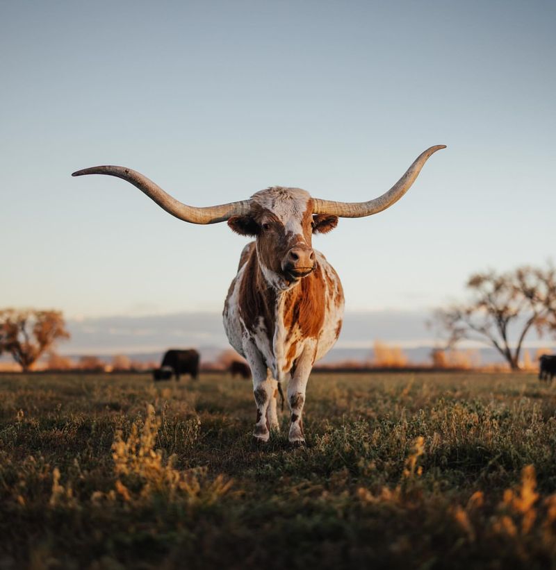 Texas Longhorn (Texas)