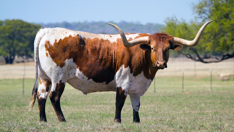 Texas Longhorn