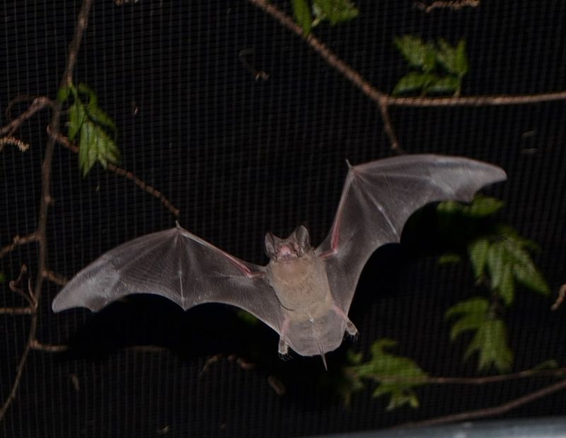 Texas - Mexican Free-Tailed Bat