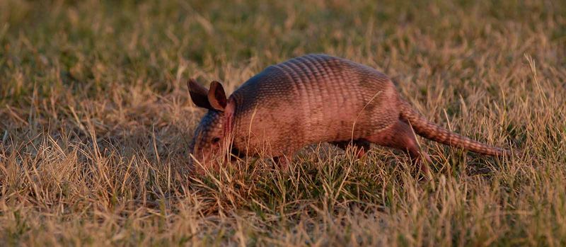 Texas: Nine-banded Armadillo