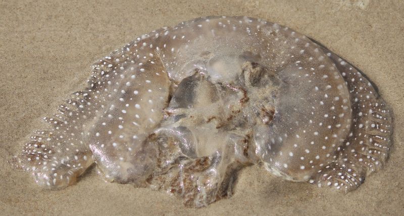 Texas - The Giant Spotted Jellyfish