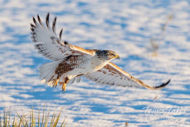 Texas: The Lone Star Leaper