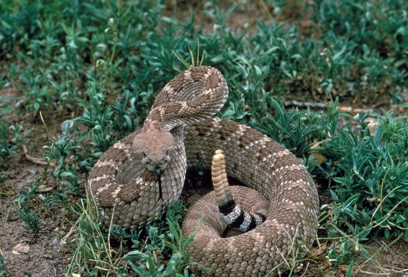 Texas - Western Diamondback Rattlesnake