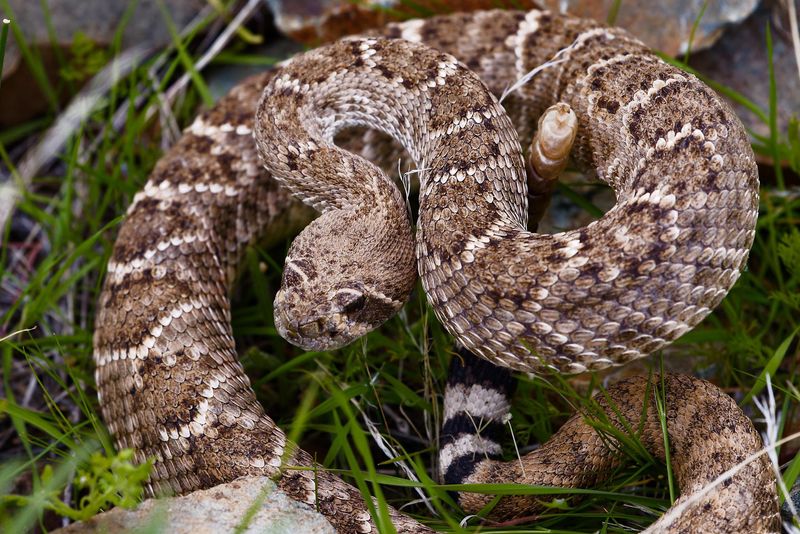 Texas - Western Diamondback Rattlesnake