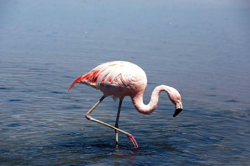 Chile (Chilean Flamingo)