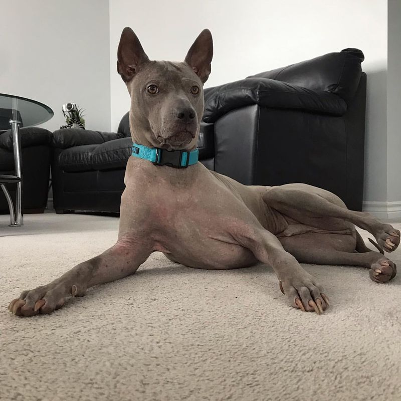 Thai Ridgeback