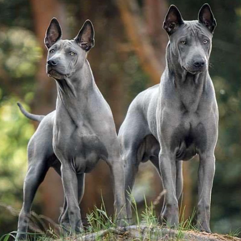 Thai Ridgeback