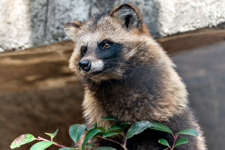 The 10 Animals That Often Get Confused For Raccoons
