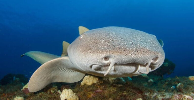 The 10 Best Sharks To Keep As Pets